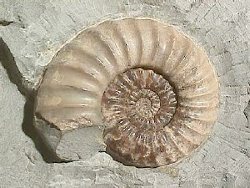 Jurassic Coast Ammonite