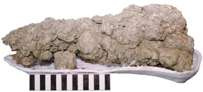 A sample of fossilized dinosaur feces.